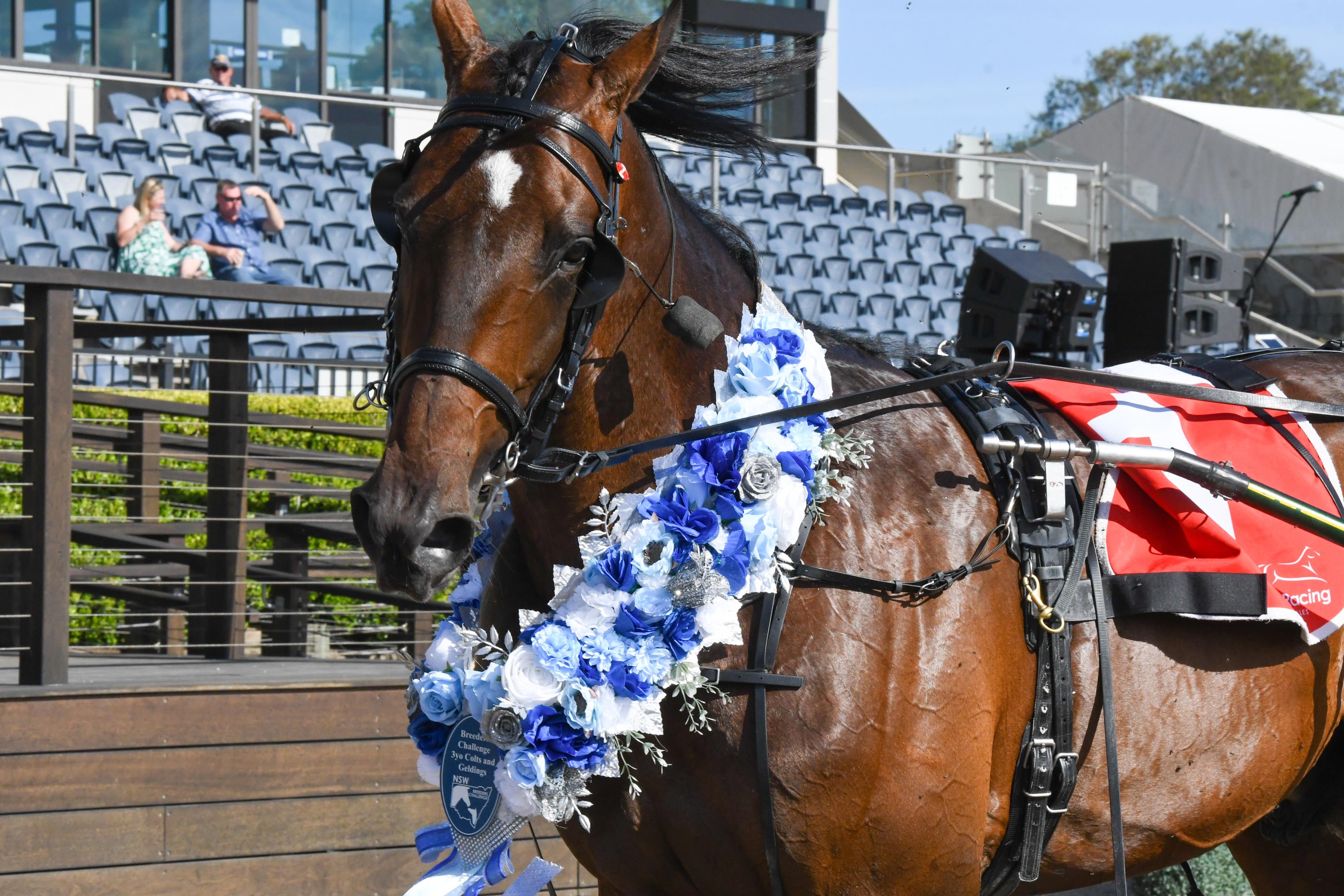 The Captain a breeding success for the Rutter family